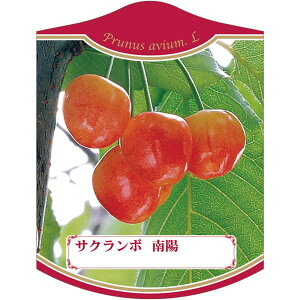 |pxy  z (100)z105mm×80mm t[x |pi K[fjOpi ϐ ϋv   i햼\x |x Ax x v[g | i A