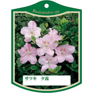 |pxy TcL [ K(100)z105mm×80mm t[x |pi K[fjOpi ϐ ϋv   i햼\x |x Ax x v[g | i A c 