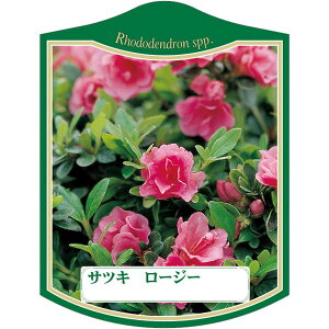 |pxy TcL [W[ K(100)z105mm×80mm t[x |pi K[fjOpi ϐ ϋv   i햼\x |x Ax x v[g | i A
