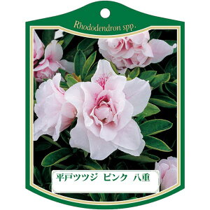 |pxy ˃ccW sNd K (100)z105mm×80mm t[x |pi K[fjOpi ϐ ϋv   i햼\x |x Ax x v[g | 