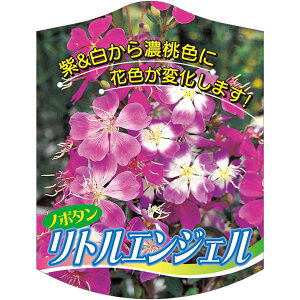 |pxy m{^ gGWF K(100)z105mm×80mm t[x |pi K[fjOpi ϐ ϋv   i햼\x |x Ax x v[g 