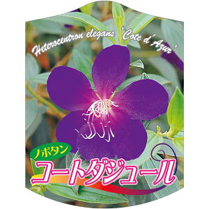 |pxy m{^ R[g_W[ K(100)z105mm×80mm t[x |pi K[fjOpi ϐ ϋv   i햼\x |x Ax x v[g 