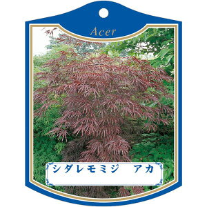 |pxy V_~W  K(100)z105mm×80mm t[x |pi K[fjOpi ϐ ϋv   i햼\x |x Ax x v[g | i A