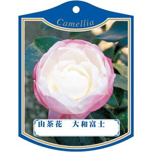 |pxy TUJ }gtW2004 K (100)z105mm×80mm t[x |pi K[fjOpi ϐ ϋv   i햼\x |x Ax x v[g | 