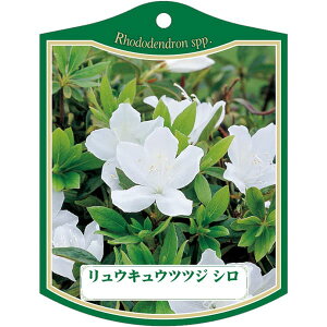 |pxy ELEccW  K(100)z105mm×80mm t[x |pi K[fjOpi ϐ ϋv   i햼\x |x Ax x v[g | i