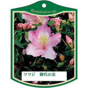 |pxy ccW ~mTJG K (100)z105mm×80mm t[x |pi K[fjOpi ϐ ϋv   i햼\x |x Ax x v[g | i