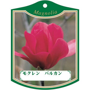 |pxy N oJ K (100)z105mm×80mm t[x |pi K[fjOpi ϐ ϋv   i햼\x |x Ax x v[g | i 