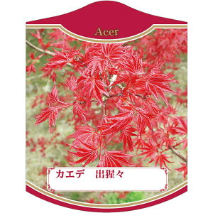 園芸用ラベル【 カエデ 出猩々 2004K(100枚)】105mm×80mm フラワーラベル 園芸用品 ガーデニング用品 耐水性 耐久性 花 木 品種名表示ラベル 園芸ラベル 植物ラベル ラベル プレート 園芸 品種 植
