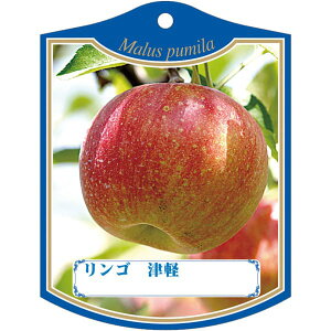 |pxy S cK K (100)z105mm×80mm t[x |pi K[fjOpi ϐ ϋv   i햼\x |x Ax x v[g | i A 