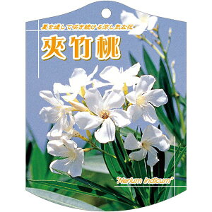 |pxy LE`NgE  K(100)z105mm×80mm t[x |pi K[fjOpi ϐ ϋv   i햼\x |x Ax x v[g | i 