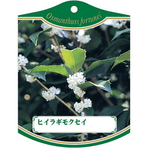 |pxy qCMNZC K(100)z105mm×80mm t[x |pi K[fjOpi ϐ ϋv   i햼\x |x Ax x v[g | i A