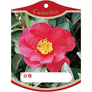 |pxy ^`J (100)z105mm×80mm t[x |pi K[fjOpi ϐ ϋv   i햼\x |x Ax x v[g | i A c c