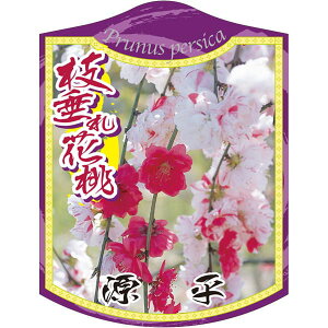 |pxy ԓ V_ K(100)z 105mm×80mm t[x |pi K[fjOpi ϐ ϋv   i햼\x |x Ax x v[g | i A