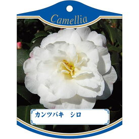 園芸用ラベル【 寒椿 白 K(100枚)】 105mm×80mm フラワーラベル 園芸用品 ガーデニング用品 耐水性 耐久性 花 木 品種名表示ラベル 園芸ラベル 植物ラベル ラベル プレート 園芸 品種 植物 苗 苗木 ガーデニング つばき カンツバキ 椿 ツバキ