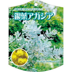 |pxy MEAJVA K (100)z105mm×80mm t[x |pi K[fjOpi ϐ ϋv   i햼\x |x Ax x v[g | i 