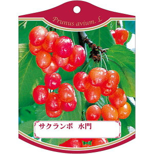 |pxy   (100)z105mm×80mm t[x |pi K[fjOpi ϐ ϋv   i햼\x |x Ax x v[g | i A