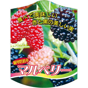 |pxy }x[ K (100)z105mm×80mm t[x |pi K[fjOpi ϐ ϋv   i햼\x |x Ax x v[g | i A c 