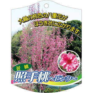 |pxy Ǝ蓍 sN K (100)z105mm×80mm t[x |pi K[fjOpi ϐ ϋv   i햼\x |x Ax x v[g | i A 