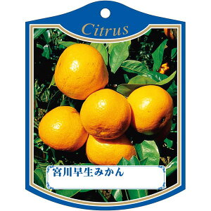 |pxy {쑁~J K(100)z105mm×80mm t[x |pi K[fjOpi ϐ ϋv   i햼\x |x Ax x v[g | i A