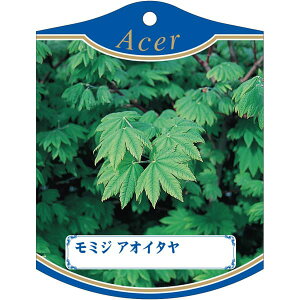 |pxy ~W AIC^ K(100)z105mm×80mm t[x |pi K[fjOpi ϐ ϋv   i햼\x |x Ax x v[g | i 