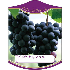 |pxy uhE Lx K(100)z105mm×80mm t[x |pi K[fjOpi ϐ ϋv   i햼\x |x Ax x v[g | i 