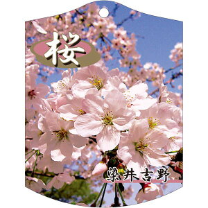 |pxy  g K(100)z105mm×80mm t[x |pi K[fjOpi ϐ ϋv   i햼\x |x Ax x v[g | i A c 