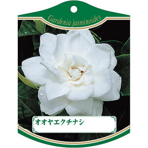 |pxy IIGN`iV K (100)z105mm×80mm t[x |pi K[fjOpi ϐ ϋv   i햼\x |x Ax x v[g | i 