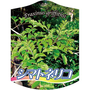 |pxy V}glR 2005 K(100)z105mm×80mm t[x |pi K[fjOpi ϐ ϋv   i햼\x |x Ax x v[g | i A