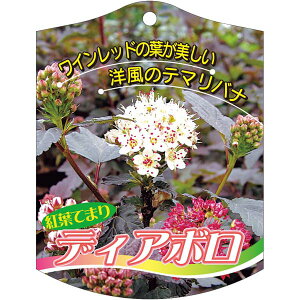 |pxy fBA{ K(100)z105mm×80mm t[x |pi K[fjOpi ϐ ϋv   i햼\x |x Ax x v[g | i A g