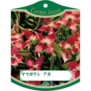 |pxy }{EV  2005 K(100)z105mm×80mm t[x |pi K[fjOpi ϐ ϋv   i햼\x |x Ax x v[g | i A