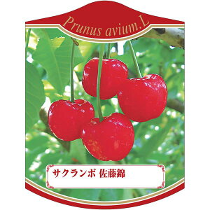 |pxy   (100)z105mm×80mm t[x |pi K[fjOpi ϐ ϋv   i햼\x |x Ax x v[g | i A