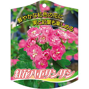 |pxy TUV g d K(100)z105mm×80mm t[x |pi K[fjOpi ϐ ϋv   i햼\x |x Ax x v[g | i 