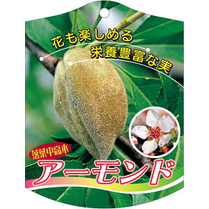 |pxy A[h K (100)z105mm×80mm t[x |pi K[fjOpi ϐ ϋv   i햼\x |x Ax x v[g | i A c 