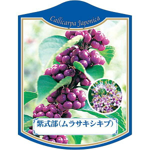 |pxy  K (100)z105mm×80mm t[x |pi K[fjOpi ϐ ϋv   i햼\x |x Ax x v[g | i A uT