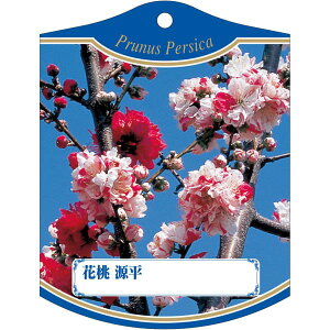 |pxy ԓ  (100)z105mm×80mm t[x |pi K[fjOpi ϐ ϋv   i햼\x |x Ax x v[g | i A 