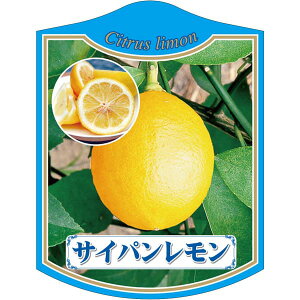 |pxy TCp K(100)z105mm×80mm t[x |pi K[fjOpi ϐ ϋv   i햼\x |x Ax x v[g | i A