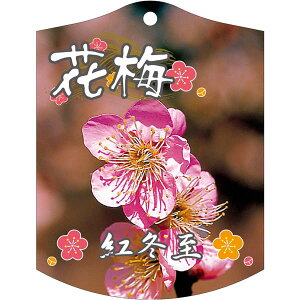 |pxy ~ g~ K(100)z105mm×80mm t[x |pi K[fjOpi ϐ ϋv   i햼\x |x Ax x v[g | i A c c
