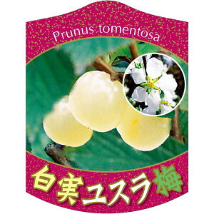 |pxy X~  K(100)z105mm×80mm t[x |pi K[fjOpi ϐ ϋv   i햼\x |x Ax x v[g | i A 