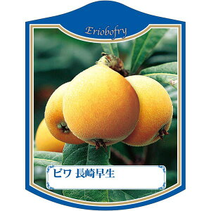 |pxy r 葁 K(100)z105mm×80mm t[x |pi K[fjOpi ϐ ϋv   i햼\x |x Ax x v[g | i A 