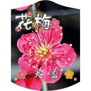 |pxy ~ u K(100)z105mm×80mm t[x |pi K[fjOpi ϐ ϋv   i햼\x |x Ax x v[g | i A c c