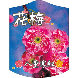 |pxy ~ dg K (100)z105mm×80mm t[x |pi K[fjOpi ϐ ϋv   i햼\x |x Ax x v[g | i A E