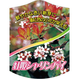 |pxy gPVoC K (100)z105mm×80mm t[x |pi K[fjOpi ϐ ϋv   i햼\x |x Ax x v[g | i 