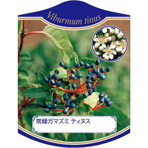 |pxy ΃K}Y~eBkX K (100)z105mm×80mm t[x |pi K[fjOpi ϐ ϋv   i햼\x |x Ax x v[g | i