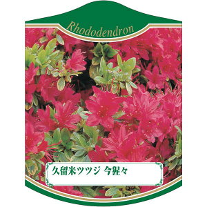 |pxy văccW ́X 2006 (100)z105mm×80mm t[x |pi K[fjOpi ϐ ϋv   i햼\x |x Ax x v[g | 