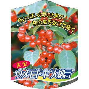 |pxy EhL [ K(100)z105mm×80mm t[x |pi K[fjOpi ϐ ϋv   i햼\x |x Ax x v[g | i 