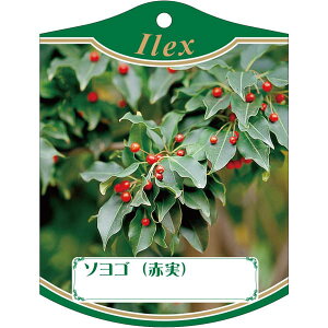 |pxy \Si Ԏ j K (100)z105mm×80mm t[x |pi K[fjOpi ϐ ϋv   i햼\x |x Ax x v[g | i A