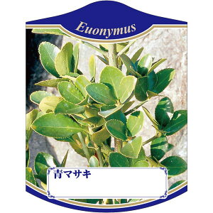 |pxy }TL K (100)z105mm×80mm t[x |pi K[fjOpi ϐ ϋv   i햼\x |x Ax x v[g | i A c c