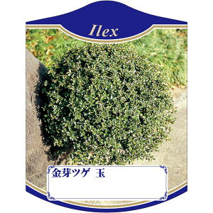 |pxy cQ  2007 K(100)z105mm×80mm t[x |pi K[fjOpi ϐ ϋv   i햼\x |x Ax x v[g | i A