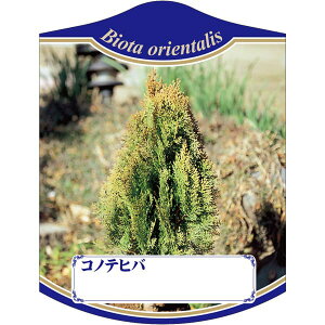 |pxy Rmeqo K(100)z105mm×80mm t[x |pi K[fjOpi ϐ ϋv   i햼\x |x Ax x v[g | i A c 