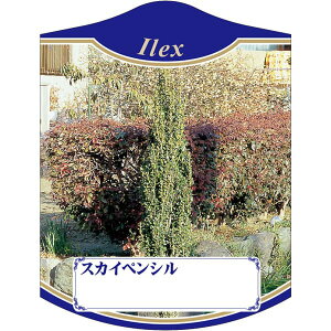 |pxy XJCyV K (100)z105mm×80mm t[x |pi K[fjOpi ϐ ϋv   i햼\x |x Ax x v[g | i A